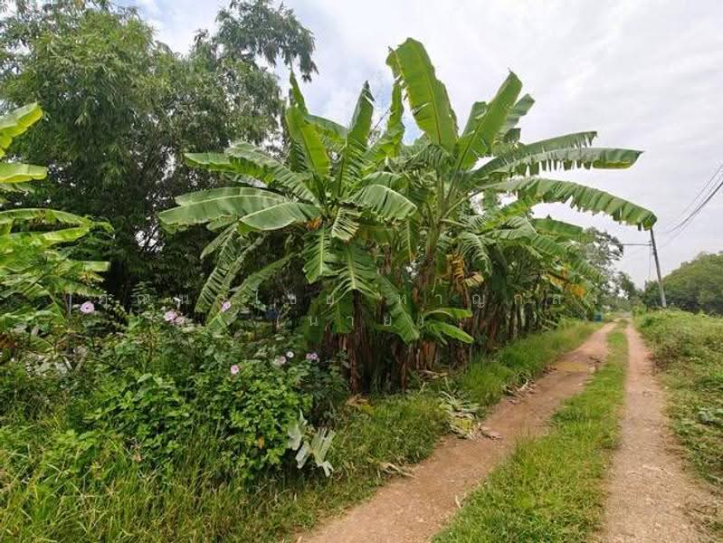 ที่ดิน 200 ตร.ว ถ.รังสิต นครนายก ซ.คลอง10 ต.บึงบา อ.หนองเสือ จ.ปทุมธานี 12170, ปทุมธานี, บึงบา, หนองเสือ, ปทุมธานี, 800 ตร.ม., ที่ดิน ขาย, โดย คุณนวไชย หาญกล้า (นาย), 500585390 - DDproperty.com