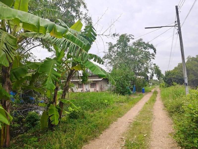 ที่ดิน 200 ตร.ว ถ.รังสิต นครนายก ซ.คลอง10 ต.บึงบา อ.หนองเสือ จ.ปทุมธานี 12170, pathum-thani, Bung Ba, Nong Sua, Pathum Thani, , 800 sqm, Land For Sale, by คุณนวไชย หาญกล้า (นาย), 500585390 - DDproperty.com