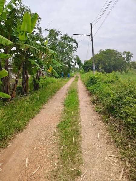ที่ดิน 200 ตร.ว ถ.รังสิต นครนายก ซ.คลอง10 ต.บึงบา อ.หนองเสือ จ.ปทุมธานี 12170, ปทุมธานี, บึงบา, หนองเสือ, ปทุมธานี, 800 ตร.ม., ที่ดิน ขาย, โดย คุณนวไชย หาญกล้า (นาย), 500585390 - DDproperty.com