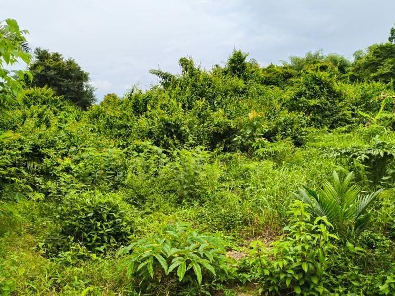 ที่ดินแกลง ระยอง, ระยอง, ทางเกวียน, แกลง, ระยอง, 1,865 ตร.ม., ที่ดิน ขาย, โดย The Best Property ยุ, 500587303 - DDproperty.com