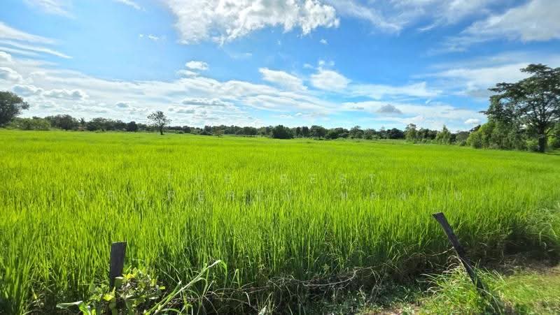 ที่ดินบรบือ มหาสารคาม, มหาสารคาม, ดอนงัว, บรบือ, มหาสารคาม, 8,614 ตร.ม., ที่ดิน ขาย, โดย The Best Property ทองใบ, 500587576 - DDproperty.com