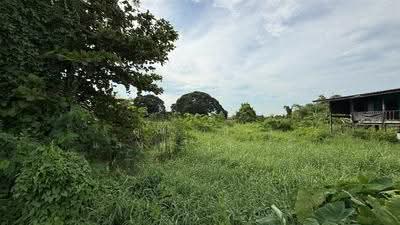 ขาย - ที่ดินเปล่า 200 ตร.ว. ที่ดินเปล่าอ่อนนุช80 แยก5, กรุงเทพ