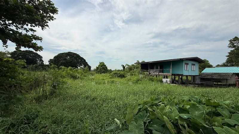 ที่ดินเปล่า 200 ตร.ว. ที่ดินเปล่าอ่อนนุช80 แยก5, bangkok, ถนนอ่อนนุช, Prawet, Bangkok, , 800 sqm, Land For Sale, by คุณ วนิดา แสนทวีสุข (นิ), 500587887 - DDproperty.com