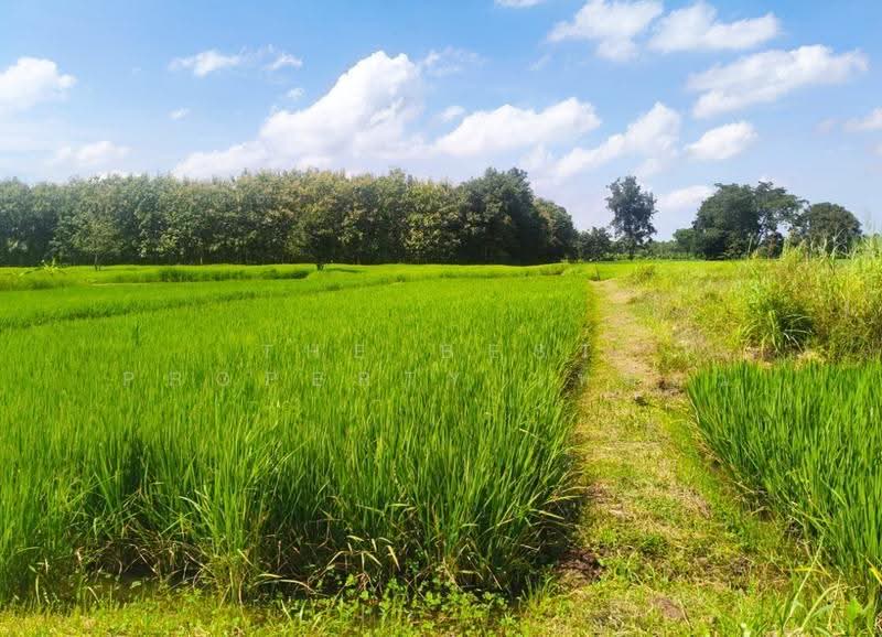 ที่ดินเมืองเก่า ขอนแก่น, khon-kaen, Muang Kao, Muang Khon Kaen, Khon Kaen, , 1,600 sqm, Land For Sale, by The Best Property เหมียว, 500588208 - DDproperty.com