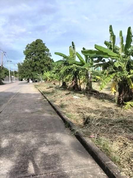 ที่ดิน, กรุงเทพ, บางจาก, พระโขนง, กรุงเทพ, 4,072 ตร.ม., ที่ดิน ให้เช่า, โดย Sea Saikeaw (Cspace), 500589637 - DDproperty.com