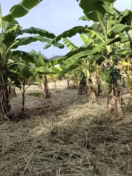 ที่ดิน, bangkok, Bang Chak, Phra Khanong, Bangkok, , 4,072 sqm, Land For Rent, by Sea Saikeaw, 500589637 - DDproperty.com