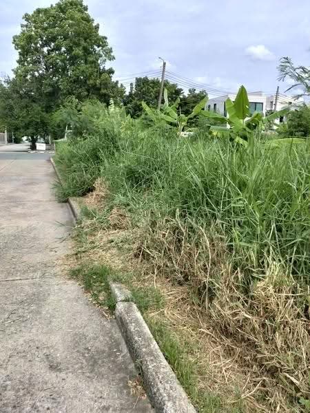 ที่ดิน, bangkok, Bang Chak, Phra Khanong, Bangkok, , 4,072 sqm, Land For Rent, by Sea Saikeaw, 500589637 - DDproperty.com
