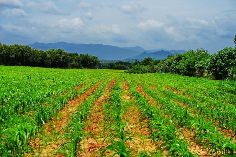 Khao yai, nakhon-ratchasima, Pong Ta Long, Pak Chong, Nakhon Ratchasima, , 28,000 sqm, Land For Sale, by Praab Thiranusorn, 500590303 - DDproperty.com