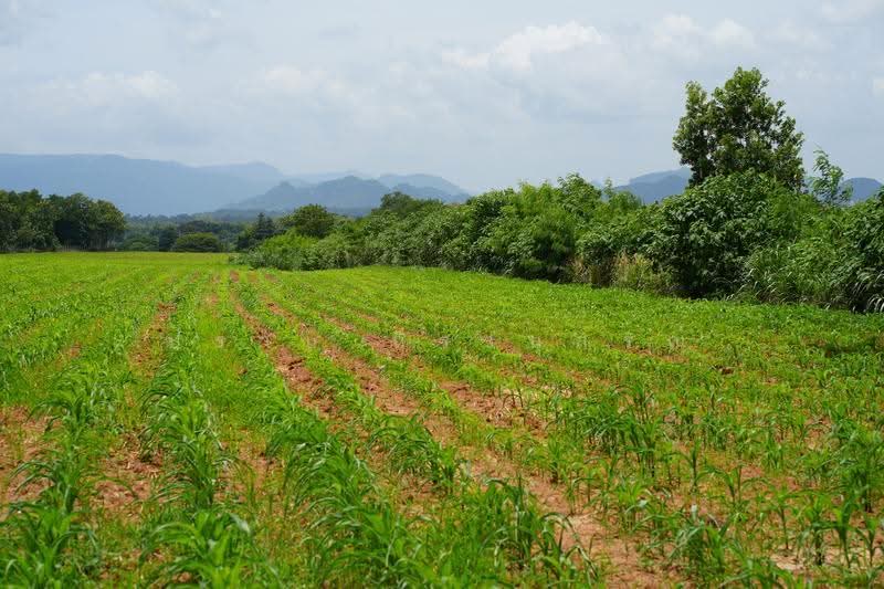 Khao yai, nakhon-ratchasima, Pong Ta Long, Pak Chong, Nakhon Ratchasima, , 28,000 sqm, Land For Sale, by Praab Thiranusorn, 500590303 - DDproperty.com
