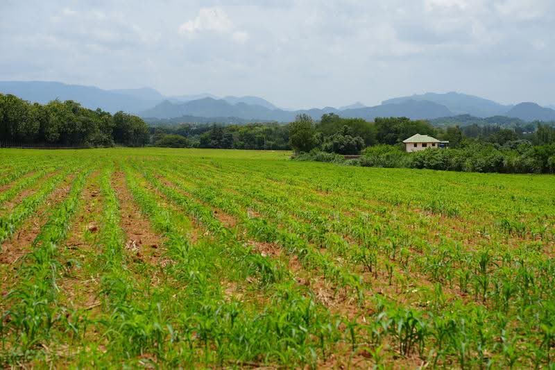 Khao yai, nakhon-ratchasima, Pong Ta Long, Pak Chong, Nakhon Ratchasima, , 28,000 sqm, Land For Sale, by Praab Thiranusorn, 500590303 - DDproperty.com