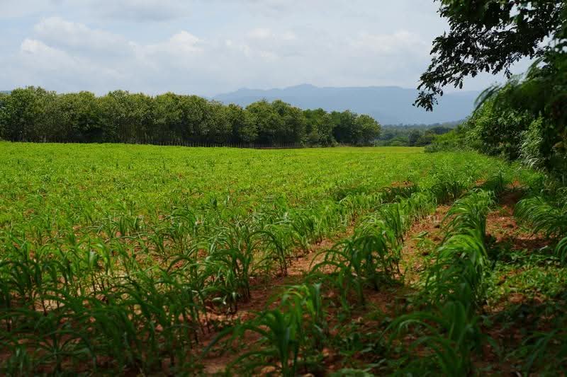 Khao yai, nakhon-ratchasima, Pong Ta Long, Pak Chong, Nakhon Ratchasima, , 28,000 sqm, Land For Sale, by Praab Thiranusorn, 500590303 - DDproperty.com