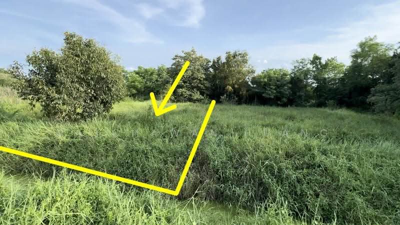LAND FOR SALE 1 Rai of Land in Khlong 6, Khlong Hok West Soi 11, Near Rajamangala University of, pathum-thani, ถนนเลียบคลอง6, Khlong Hok, Khlong Luang, Pathum Thani, , 1,600 sqm, Land For Sale, by Ratchawan Huang, 500590918 - DDproperty.com