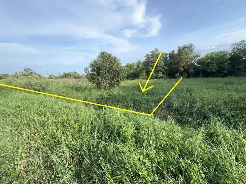LAND FOR SALE 1 Rai of Land in Khlong 6, Khlong Hok West Soi 11, Near Rajamangala University of, pathum-thani, ถนนเลียบคลอง6, Khlong Hok, Khlong Luang, Pathum Thani, , 1,600 sqm, Land For Sale, by Ratchawan Huang, 500590918 - DDproperty.com