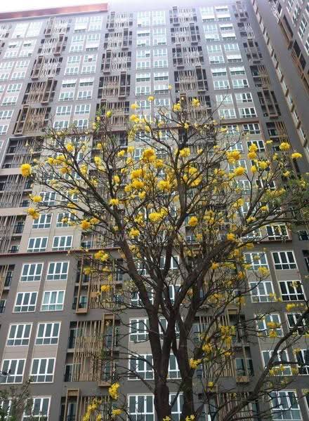 The Key Sathorn-Ratchapreuk : เดอะคีย์ สาทร-ราชพฤกษ์, กรุงเทพ, ถนนราชพฤกษ์, บางค้อ, จอมทอง, กรุงเทพ, 31 ตร.ม., คอนโด ขาย, โดย Atitayaporn Robwongjan, 500592851 - DDproperty.com