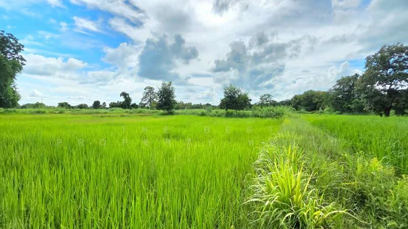 ที่ดินบรบือ มหาสารคาม, มหาสารคาม, กำพี้, บรบือ, มหาสารคาม, 4,868 ตร.ม., ที่ดิน ขาย, โดย The Best Property ทองใบ, 500593787 - DDproperty.com