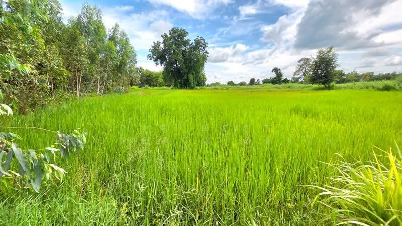 ที่ดินบรบือ มหาสารคาม, maha-sarakham, Kam Phi, Borabu, Maha Sarakham, , 4,868 sqm, Land For Sale, by The Best Property ทองใบ, 500593787 - DDproperty.com