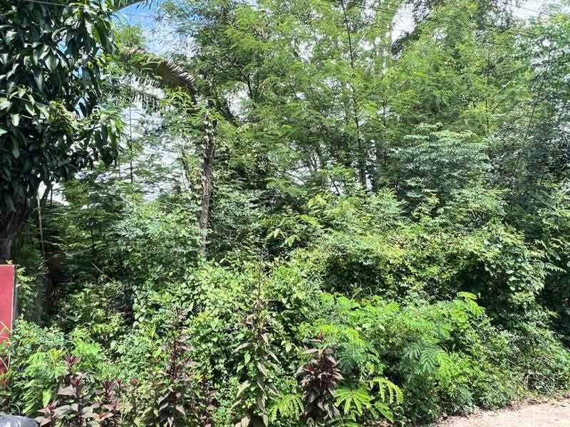 ที่ดินสันกำแพง เชียงใหม่, chiang-mai, Buak Sang, San Kamphaeng, Chiang Mai, , 328 sqm, Land For Sale, by The Best Property เล็ก, 500594446 - DDproperty.com