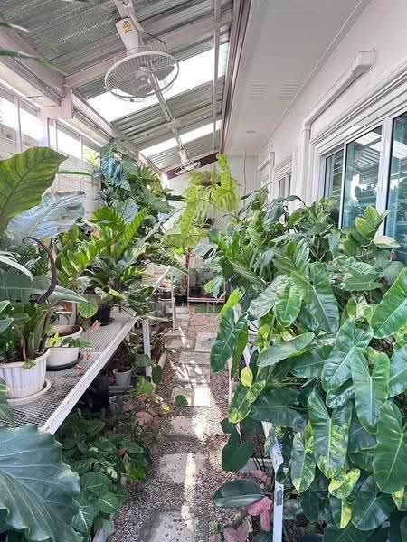 บ้าน 3-ห้องนอน, ชลบุรี, หนองรี, เมืองชลบุรี, ชลบุรี, 146 ตร.ม., บ้านเดี่ยว ขาย, โดย Boonyanuch Unna, 500594955 - DDproperty.com