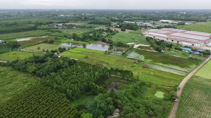 ที่ดินพนัสนิคม, chon-buri, Na Roek, Phanat Nikhom, Chon Buri (Pattaya), , 37,296 sqm, Land For Sale, by ธนณัฎฐ์ ศตายุสกุลวงศ์, 500595997 - DDproperty.com