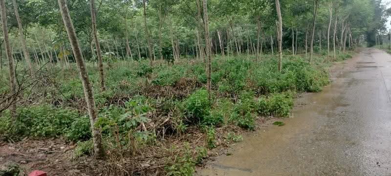 ที่ดินเขาสมิง ตราด, Trat, Tha Som, Khao Saming, Trat, , 8,380 sqm, Land For Sale, by The Best Property นน, 500596603 - DDproperty.com