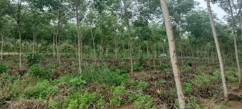ที่ดินเขาสมิง ตราด, Trat, Tha Som, Khao Saming, Trat, , 8,380 sqm, Land For Sale, by The Best Property นน, 500596603 - DDproperty.com