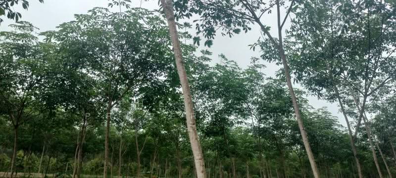 ที่ดินเขาสมิง ตราด, Trat, Tha Som, Khao Saming, Trat, , 8,380 sqm, Land For Sale, by The Best Property นน, 500596603 - DDproperty.com