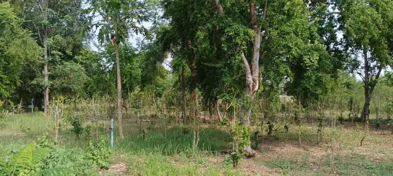 ที่ดินบ้านหมอ สระบุรี, สระบุรี, หนองบัว, บ้านหมอ, สระบุรี, 8,104 ตร.ม., ที่ดิน ขาย, โดย The Best Property แมะ, 500597571 - DDproperty.com