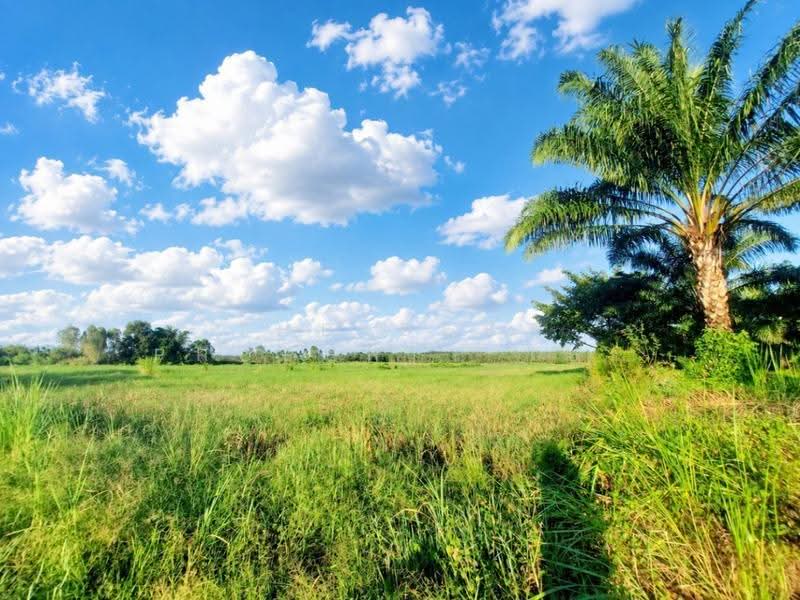ที่ดินรัตนวาปี หนองคาย, หนองคาย, พระบาทนาสิงห์, รัตนวาปี, หนองคาย, 60,296 ตร.ม., ที่ดิน ขาย, โดย The Best Property เป้า, 500598665 - DDproperty.com