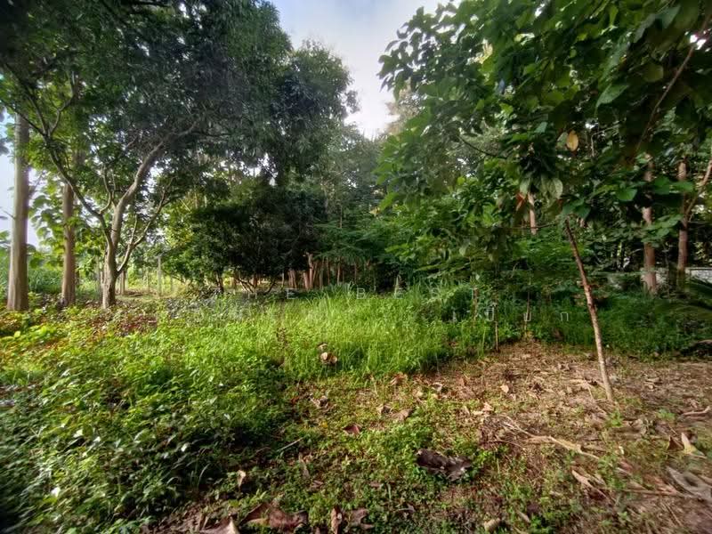 ที่ดินสันทราย เชียงใหม่, Chiang Mai, Pa Phai, San Sai, Chiang Mai, , 6,620 sqm, Land For Sale, by The Best Property เปี๊ยก, 500600646 - DDproperty.com