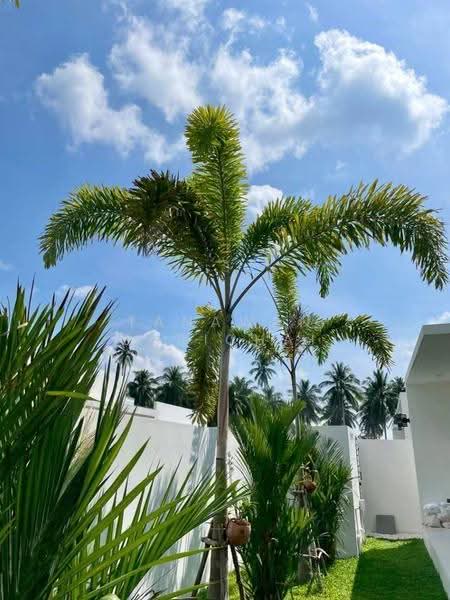 3-BR House, surat-thani, Maret, Ko Samui, Surat Thani, 3 Bedrooms, 270 sqm, Single Detached House For Sale, by Tanawan Surichai, 500601247 - DDproperty.com