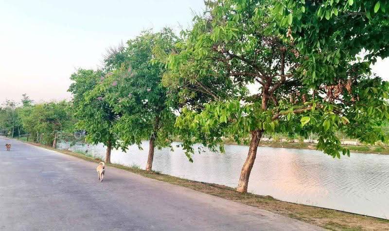 บ้าน 3-ห้องนอน, ชลบุรี, หนองปรือ, บางละมุง, ชลบุรี, 135 ตร.ม., บ้านเดี่ยว ขาย, โดย Boonyanuch Unna, 500601377 - DDproperty.com