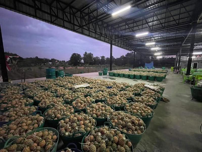 บ้านดู่, เชียงราย, บ้านดู่, เมืองเชียงราย, เชียงราย, 1,291 ตร.ม., โกดัง-โรงงาน ขาย, โดย กมลพรรณ ดวงดารา, 500602583 - DDproperty.com