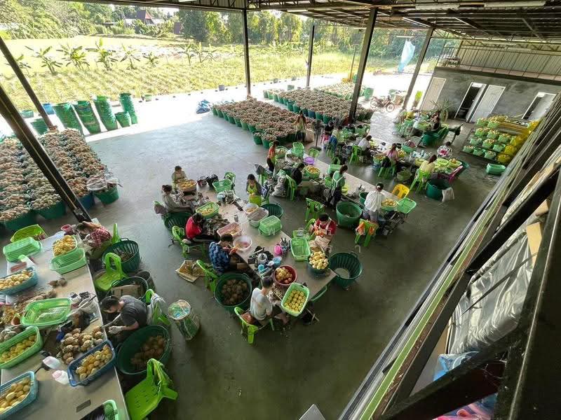 บ้านดู่, เชียงราย, บ้านดู่, เมืองเชียงราย, เชียงราย, 1,291 ตร.ม., โกดัง-โรงงาน ขาย, โดย กมลพรรณ ดวงดารา, 500602583 - DDproperty.com