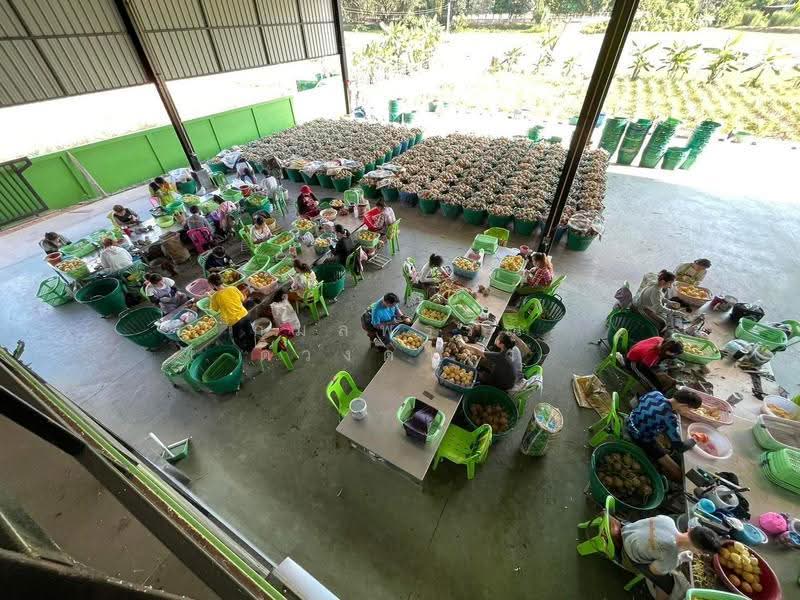 บ้านดู่, เชียงราย, บ้านดู่, เมืองเชียงราย, เชียงราย, 1,291 ตร.ม., โกดัง-โรงงาน ขาย, โดย กมลพรรณ ดวงดารา, 500602583 - DDproperty.com