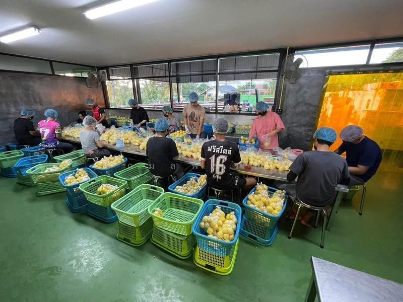 บ้านดู่, Chiang Rai, Ban Du, Muang Chiang Rai, Chiang Rai, , 1,291 sqm, Warehouse/Factory For Sale, by กมลพรรณ ดวงดารา, 500602583 - DDproperty.com