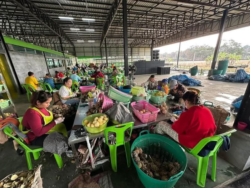 บ้านดู่, Chiang Rai, Ban Du, Muang Chiang Rai, Chiang Rai, , 1,291 sqm, Warehouse/Factory For Sale, by กมลพรรณ ดวงดารา, 500602583 - DDproperty.com