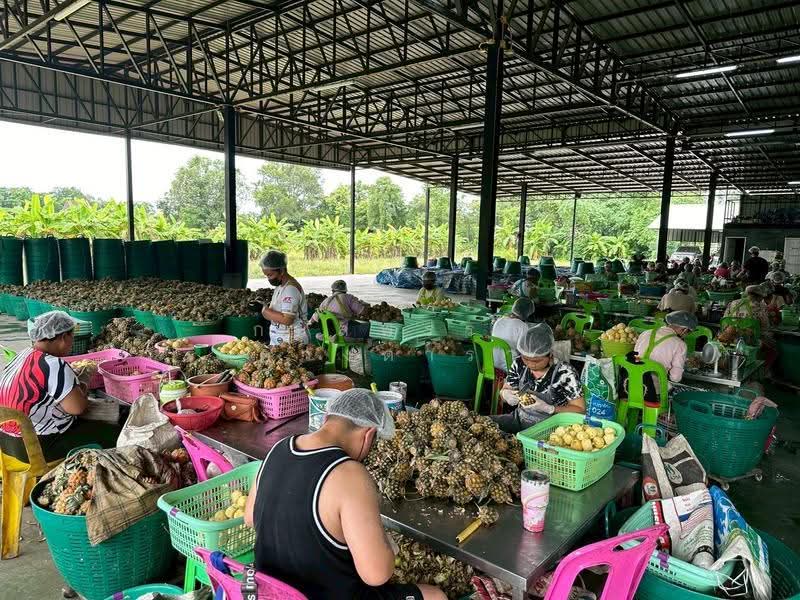 บ้านดู่, เชียงราย, บ้านดู่, เมืองเชียงราย, เชียงราย, 1,291 ตร.ม., โกดัง-โรงงาน ขาย, โดย กมลพรรณ ดวงดารา, 500602583 - DDproperty.com