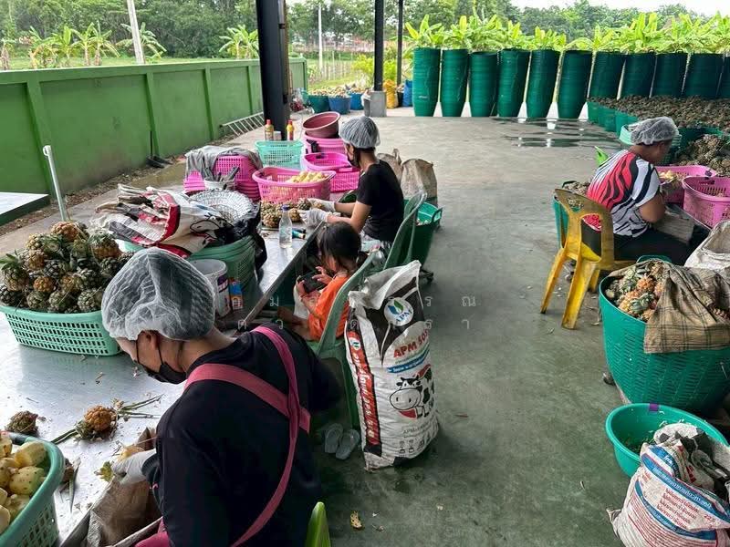 บ้านดู่, เชียงราย, บ้านดู่, เมืองเชียงราย, เชียงราย, 1,291 ตร.ม., โกดัง-โรงงาน ขาย, โดย กมลพรรณ ดวงดารา, 500602583 - DDproperty.com