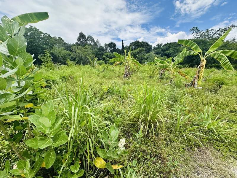 land, chon-buri, Bang Lamung, Bang Lamung (Pattaya), Chon Buri (Pattaya), , 800 sqm, Land For Sale, by Regina Nuengjamnong, 500605626 - DDproperty.com