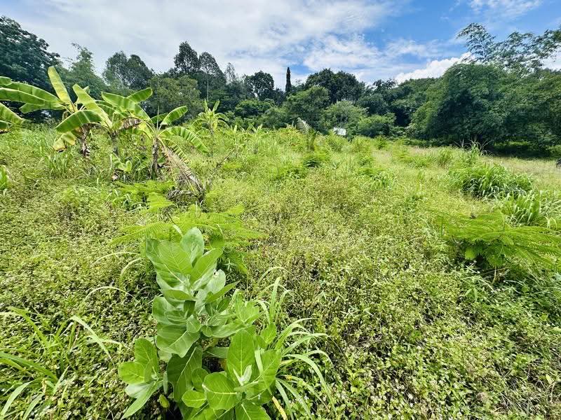 Land for Sale – Huai Yai- Huai Yai Chin, ชลบุรี, บางละมุง, ชลบุรี, 800 ตร.ม., ที่ดิน ขาย, โดย Regina Nuengjamnong, 500605626 - DDproperty.com