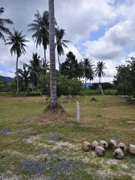 Land for sell Plakok Thalang Phuket, Phuket, -, Pa Khlok, Thalang, Phuket, , 1,600 sqm, Land For Sale, by Connex Property, 500606158 - DDproperty.com