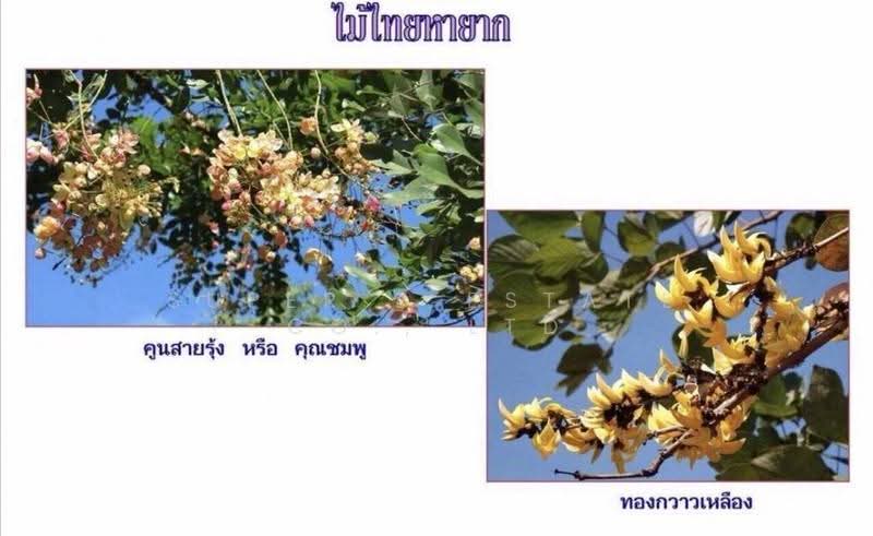 ที่ดินแก่งกระจาน, เพชรบุรี, 3499, แก่งกระจาน, เพชรบุรี, 139,776 ตร.ม., ที่ดิน ขาย, โดย Super B Estate Co., Ltd, 500609307 - DDproperty.com