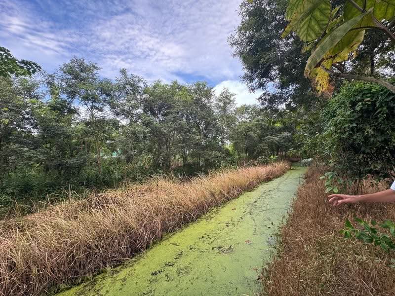 ขายที่ดิน 1 ไร่ พร้อมต้นไม้ที่ปลูกไว้แล้ว ต.สาริกา อ.เมือง จ.นครนายก, นครนายก, สาริกา, เมืองนครนายก, นครนายก, 1,600 ตร.ม., ที่ดิน ขาย, โดย พรกิตตา นิธินันท์ปภา, 500609913 - DDproperty.com