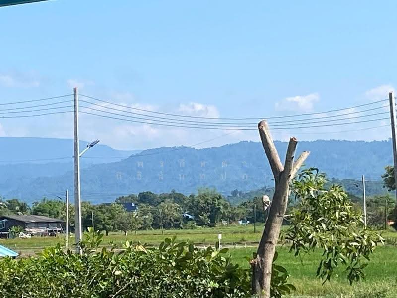 ขายที่ดิน 1 ไร่ พร้อมต้นไม้ที่ปลูกไว้แล้ว ต.สาริกา อ.เมือง จ.นครนายก, Nakhon Nayok, Sarika, Muang Nakhon Nayok, Nakhon Nayok, , 1,600 sqm, Land For Sale, by พรกิตตา นิธินันท์ปภา, 500609913 - DDproperty.com