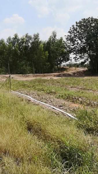 หนองหญ้าไซ, สุพรรณบุรี, หนองราชวัตร, หนองหญ้าไทร, สุพรรณบุรี, 1,600 ตร.ม., ที่ดิน ขาย, โดย คุณแตง วิริยาพันธ์, 500611601 - DDproperty.com