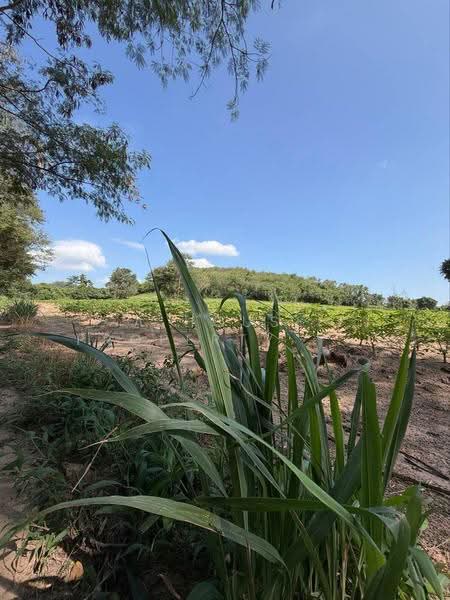 Land in Nong Kham, Si Racha, near Route 331 - a location to watch., Chon Buri (Pattaya), Nong - Kham, Si Racha, Chon Buri (Pattaya), , 24,216 sqm, Land For Sale, by A House Property Co.,Ltd., 500617947 - DDproperty.com