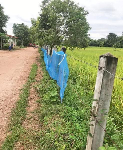 ที่ดินศรีสงคราม นครพนม, Nakhon Phanom, Si Songkhram, Nakhon Phanom, , 7,852 sqm, Land For Sale, by The Best Property ต้อม, 500618136 - DDproperty.com