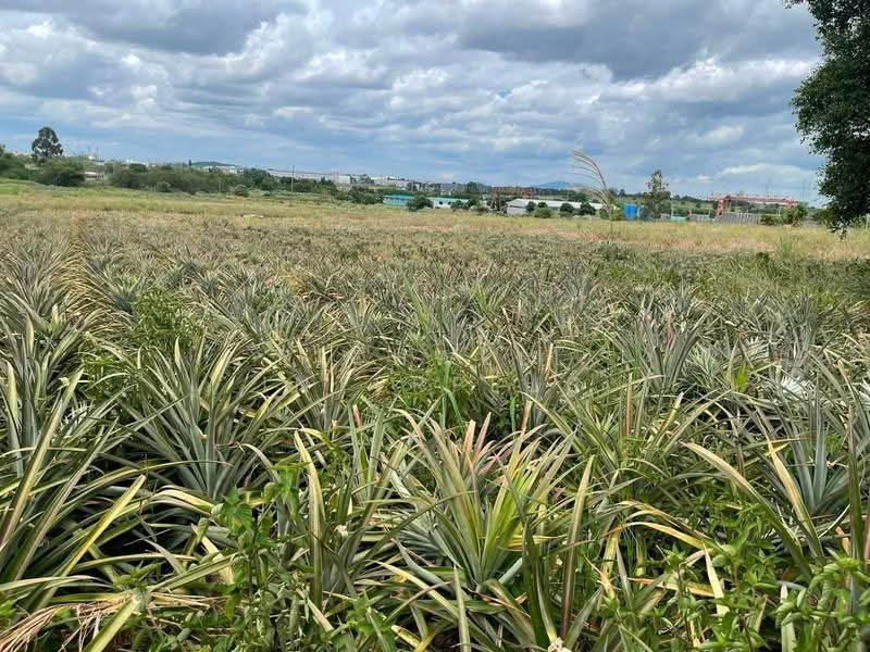 47-rai plot of "Purple-Striped" (industrial-zoned) land for sale on Soi Map Yang Phon 22, Rayong, Mapyangphon, Pluak Daeng, Rayong, , 75,664 sqm, Land For Sale, by RICHWELL INTERPLUS, 500618654 - DDproperty.com