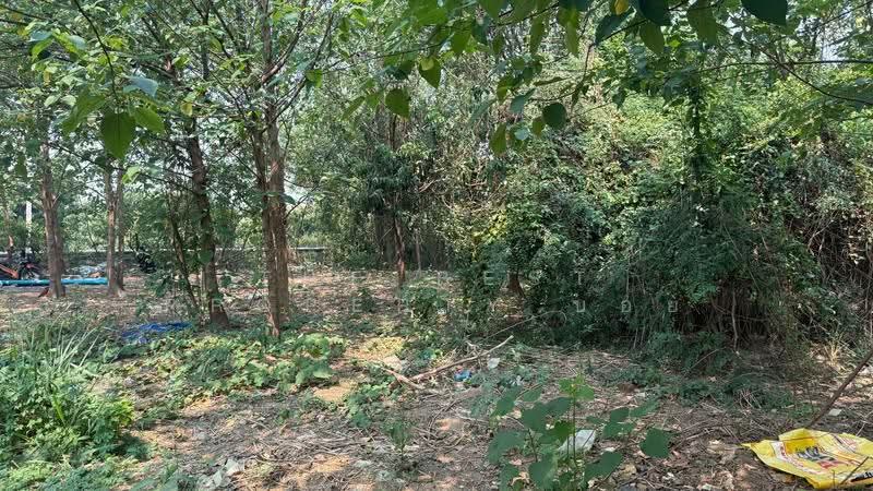 ที่ดินหางดง เชียงใหม่, เชียงใหม่, หนองตอง, หางดง, เชียงใหม่, 1,584 ตร.ม., ที่ดิน ขาย, โดย The Best Property บอย, 500618801 - DDproperty.com