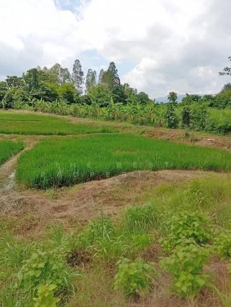 ที่ดินคอนสวรรค์ ชัยภูมิ, Chaiyaphum, Dong Bang, Khon San, Chaiyaphum, , 9,310 sqm, Land For Sale, by The Best Property ส้มโอ, 500620769 - DDproperty.com